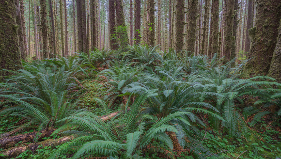 Olympic NP Forest 3