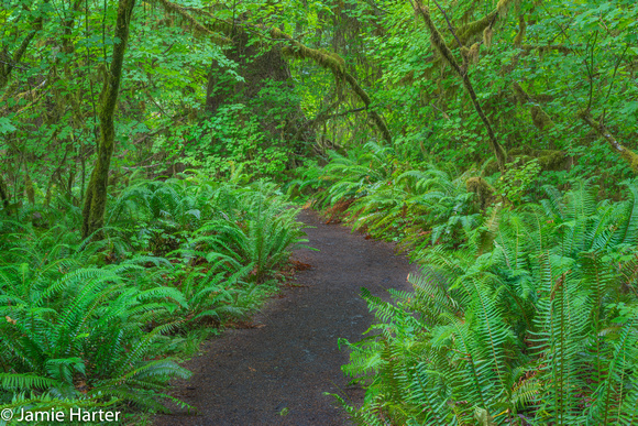 Olympic NP Forest 11